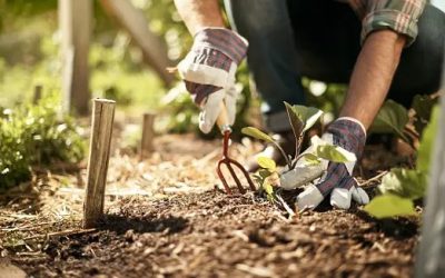 IRD probe freezes horticultural contractors pay